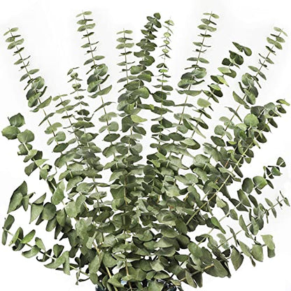 12 tallos ramas de eucalipto secas tallos verdes, 17 pulgadas 100% real natural hojas de eucalipto vivas plantas decoración verde para ducha aromaterapia arreglos florales boda hogar