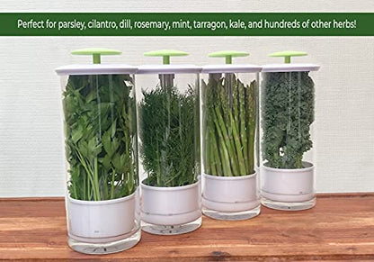 NOVART XXL Herb Keeper and Herb Saver – Recipiente de almacenamiento de vidrio para cilantro, menta, perejil, espárragos, mantiene las verduras frescas durante 2-3 semanas